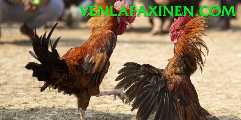 Đá Gà Trực Tiếp - Trải nghiệm tuyệt vời